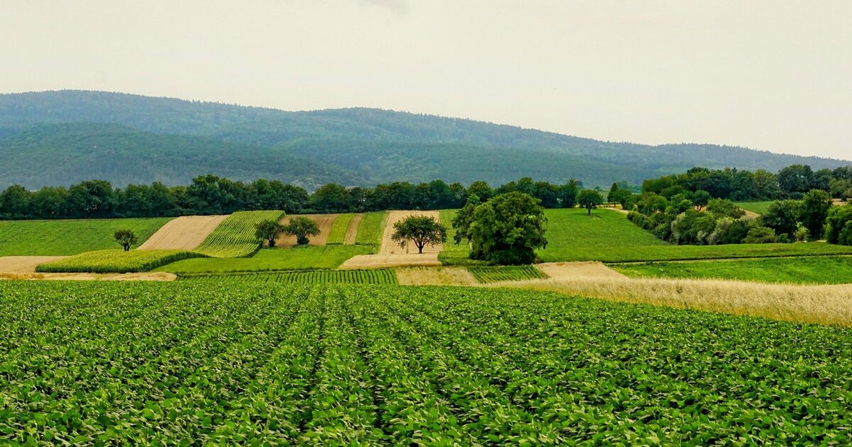 Dans l’Essonne, les projets de Fermes Agricoles Urbaines se multiplient.
