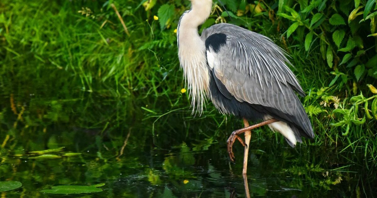 Les oiseaux du lac Daumesnil au bois de Vincennes-JEP 2026 — Vincennes