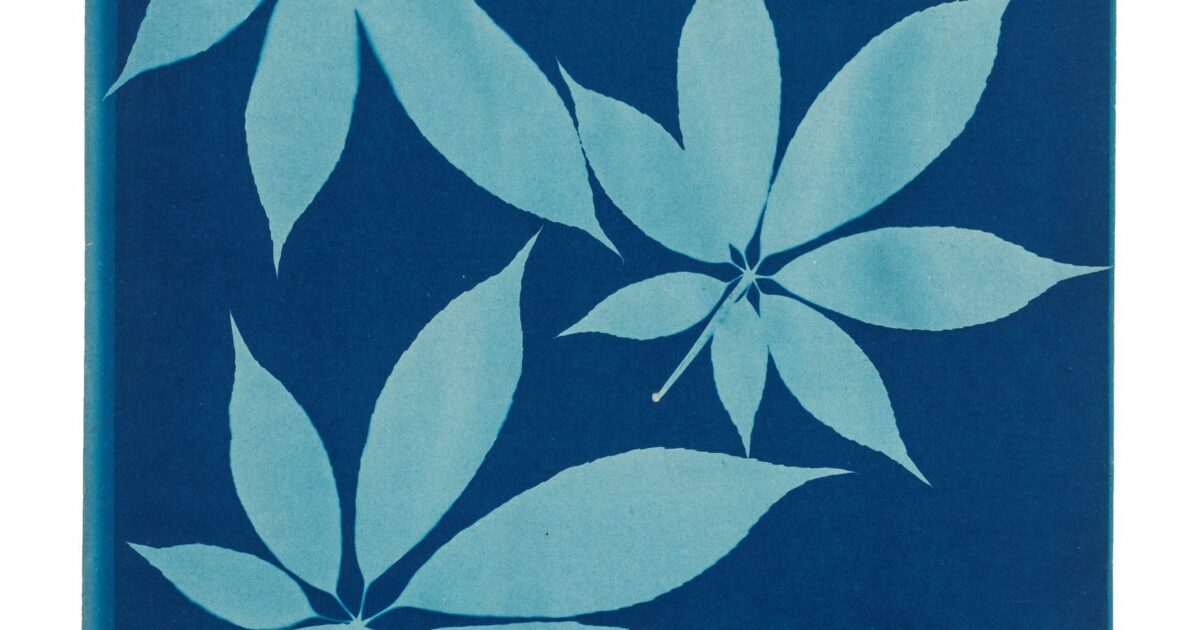 Les cyanotypes botaniques du Musée des Arts Déco de Paris — Melun