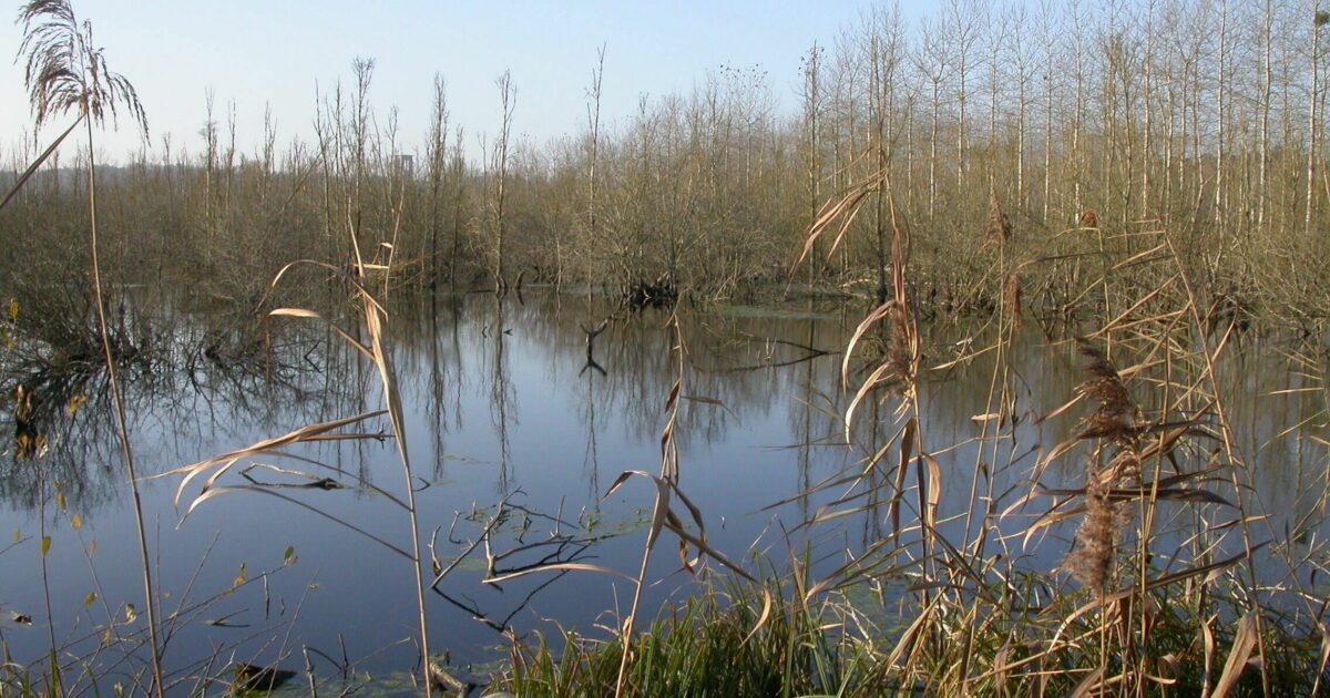 Visite guidée  du Marais — Larchant