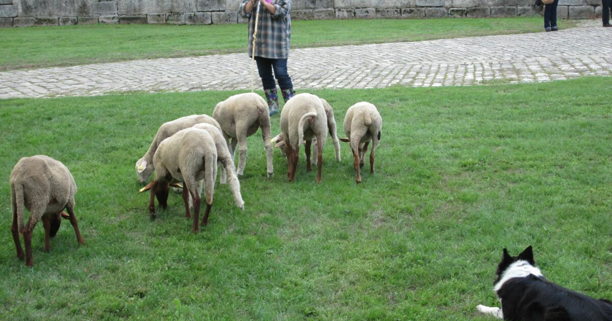 Démonstration de chiens de berger — Bouray-sur-Juine