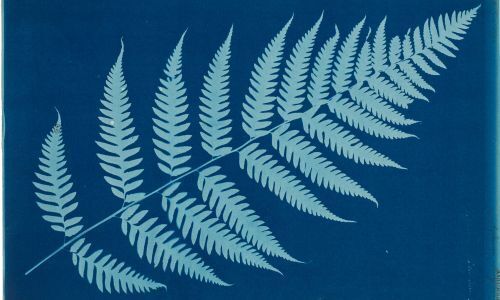 Projections monumentales de cyanotypes botaniques sur la façade de la Cité administrative — Melun