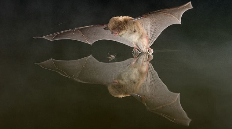 Soirée Chauve-souris — Fresnes