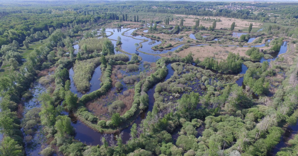 Visite au Marais — Larchant