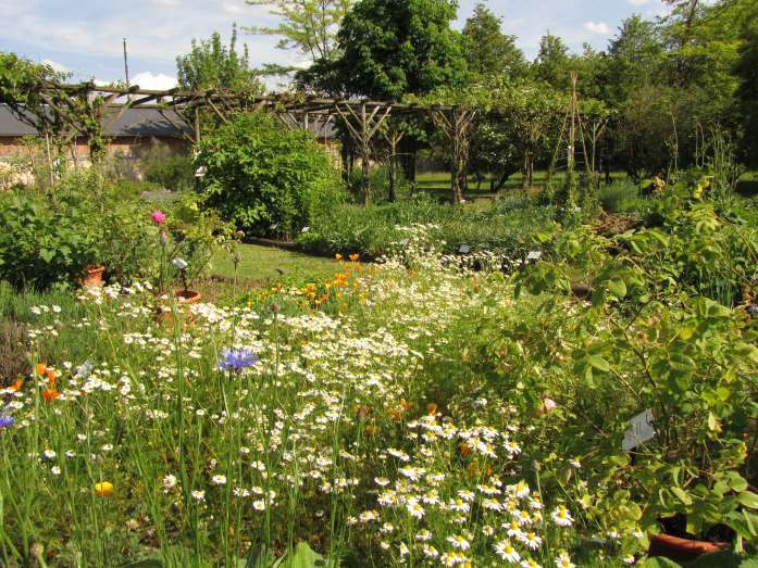 Balade commentée " A la découverte du patrimoine végétal" — Milly-la-Forêt