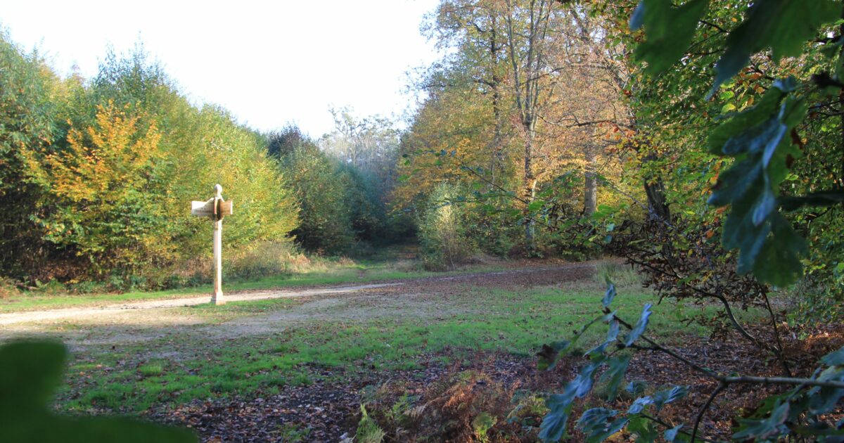 Découverte, en randonnée, de la forêt régionale de Ferrières, de son histoire et de sa gestion — Ferrières-en-Brie